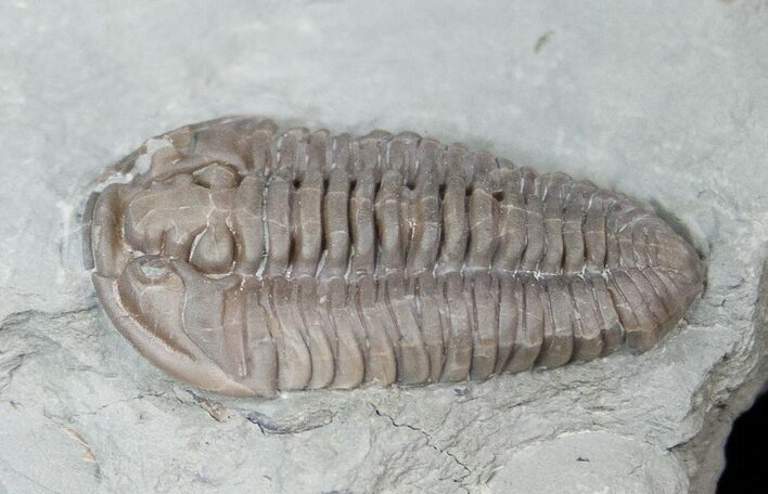 Large Flexicalymene Trilobite from Ohio #16435